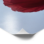 Cornish rode klaproos met grijze lucht foto afdruk (Hoek)