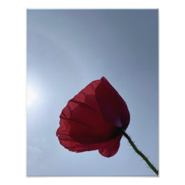 Cornish rode klaproos met grijze lucht foto afdruk