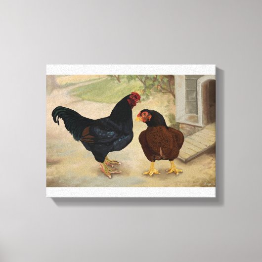 Cornish Rooster en Hen Canvas Afdruk (Voorkant)