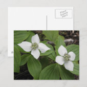 Cornouiller du Canada Briefkaart (Voorkant / Achterkant)