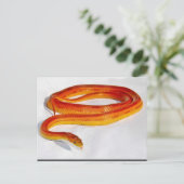 CornSnakeCorner Striped Cornsnake ... - GEPERSONAL Briefkaart (Staand voorkant)