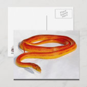 CornSnakeCorner Striped Cornsnake ... - GEPERSONAL Briefkaart (Voorkant / Achterkant)