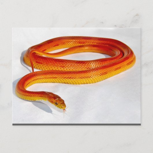 CornSnakeCorner Striped Cornsnake ... - GEPERSONAL Briefkaart (Voorkant)
