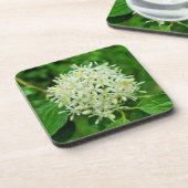 Cornus sanguinea bier onderzetter (Linkerzijde)