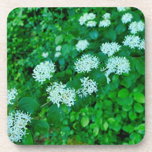 Cornus sanguinea bier onderzetter (Voorkant)