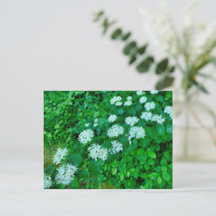 Cornus sanguinea briefkaart
