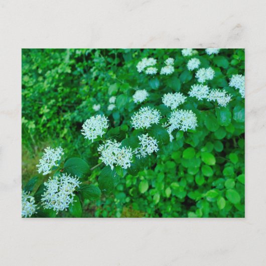 Cornus sanguinea briefkaart (Voorkant)