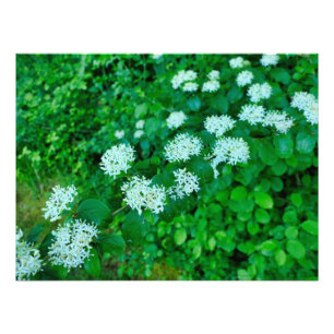 Cornus sanguinea foto afdruk