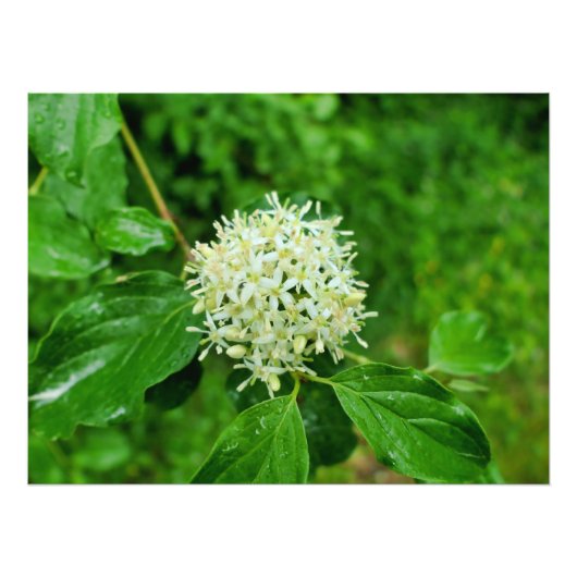 Cornus sanguinea foto afdruk (Voorkant)