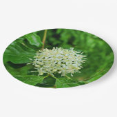 Cornus sanguinea Paper Bord (Gekanteld)