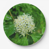 Cornus sanguinea Paper Bord (Voorkant)