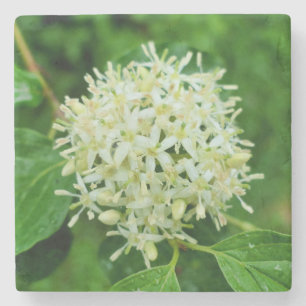 Cornus sanguinea stenen onderzetter
