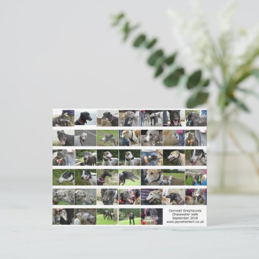 Cornwall Greyhounds - september 2018 Briefkaart (Staand voorkant)