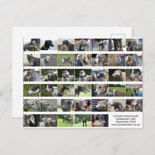 Cornwall Greyhounds - september 2018 Briefkaart (Voorkant / Achterkant)