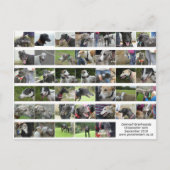 Cornwall Greyhounds - september 2018 Briefkaart (Voorkant)