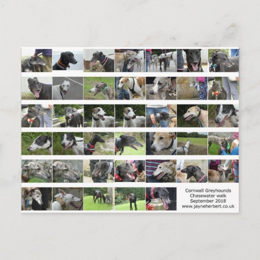 Cornwall Greyhounds - september 2018 Briefkaart (Voorkant)