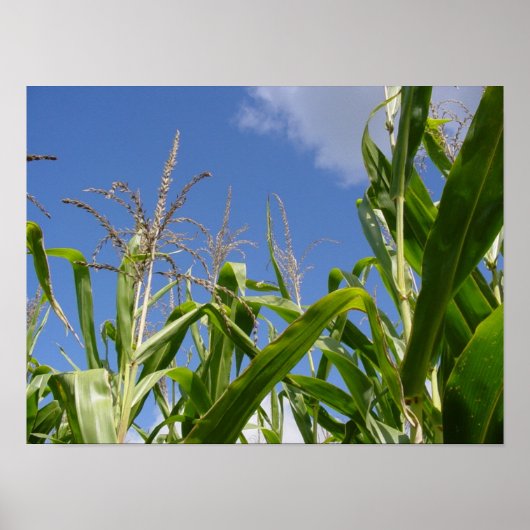 Corny sky poster (Voorkant)