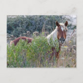 Corolla Wild Horse Briefkaart (Voorkant)