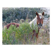 Corolla Wild Horse Foto Afdruk (Voorkant)