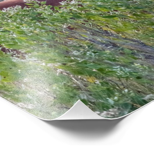 Corolla Wild Horse Foto Afdruk (Hoek)