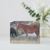 Corolla wilde paarden briefkaart (Staand voorkant)