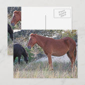 Corolla wilde paarden briefkaart (Voorkant / Achterkant)