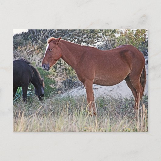 Corolla wilde paarden briefkaart (Voorkant)
