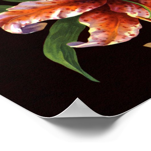 Corona Lily Poster (Hoek)