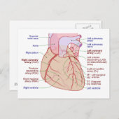 Coronaire arteriën circulatiediagram Humaan Hart Briefkaart (Voorkant / Achterkant)