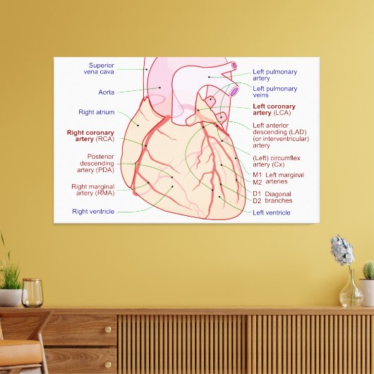 Coronaire arteriën circulatiediagram Humaan Hart Canvas Afdruk (Insitu (Woonkamer))