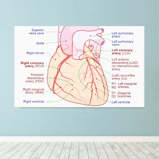 Coronaire arteriën circulatiediagram Humaan Hart Canvas Afdruk (Insitu (Houten vloer))