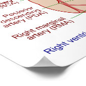 Coronaire arteriën circulatiediagram Humaan Hart Poster (Hoek)