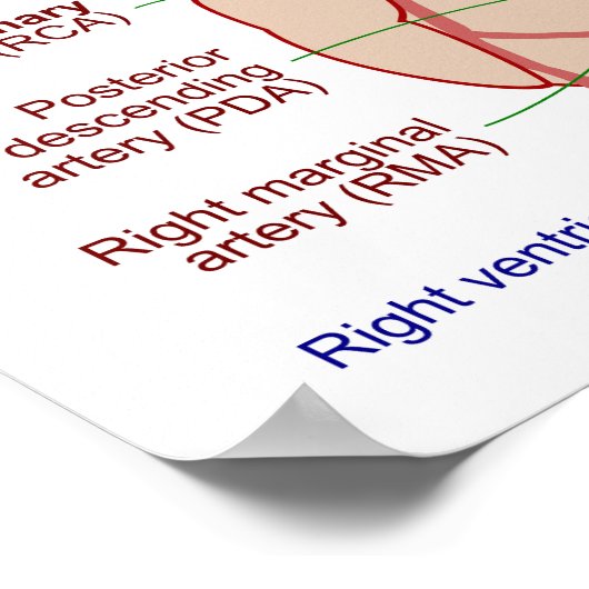 Coronaire arteriën circulatiediagram Humaan Hart Poster (Hoek)