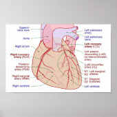 Coronaire arteriën circulatiediagram Humaan Hart Poster (Voorkant)