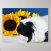 Coronet Cavia Poster (Voorkant)