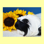 Coronet Cavia Poster