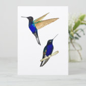 Coronet Hummingbird (Staand voorkant)