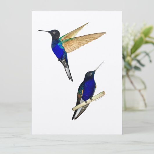 Coronet Hummingbird (Staand voorkant)