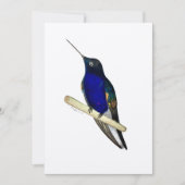 Coronet Hummingbird Card Bedankkaart (Voorkant)