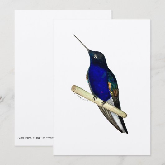 Coronet Hummingbird Card Bedankkaart (Voorkant / Achterkant)