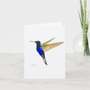 Coronet Hummingbird-Wenskaart Kaart