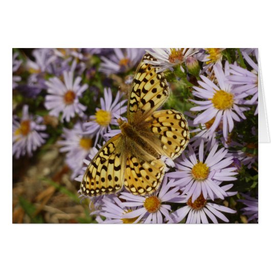 Coronis Fritillary op Aster Bloemen bij Grand Teto (Voorkant Horizontaal)