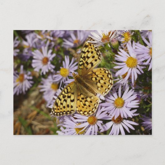 Coronis Fritillary op Aster Bloemen bij Grand Teto Briefkaart (Voorkant)