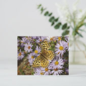 Coronis Fritillary op Aster Bloemen bij Grand Teto Briefkaart (Staand voorkant)
