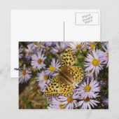 Coronis Fritillary op Aster Bloemen bij Grand Teto Briefkaart (Voorkant / Achterkant)