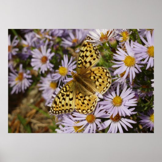 Coronis Fritillary op Aster Bloemen bij Grand Teto Poster (Voorkant)