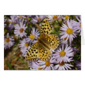 Coronis Fritillary op Aster Flowers bij Grand Teto (Voorkant Horizontaal)