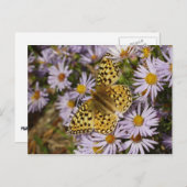 Coronis Fritillary op Aster Flowers bij Grand Teto Briefkaart (Voorkant / Achterkant)