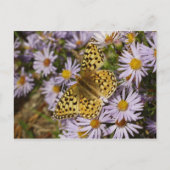Coronis Fritillary op Aster Flowers bij Grand Teto Briefkaart (Voorkant)
