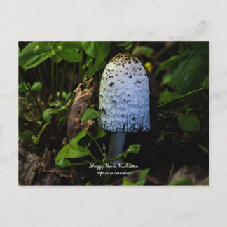 Corpinus Comatus "Shaggy Mushroom"-Briefkaart Feestdagenkaart